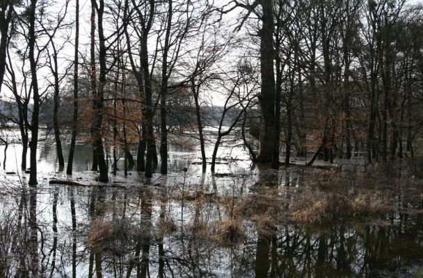 Břeclav - Pohansko, 24.3.2010
Jarní záplava Dyje v lužním lese mezi Pohanskem a Lány.
Klíčová slova: Břeclav Pohansko Lány