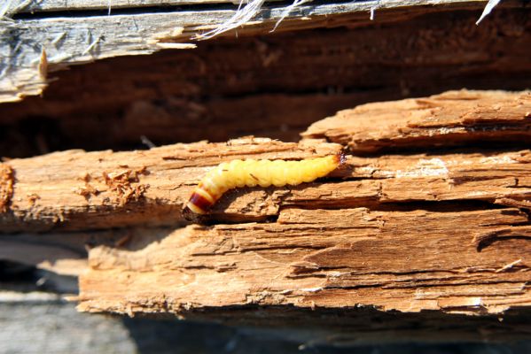 Stožec, 29.4.2011
Stožeček. Larva kovaříka Danosoma fasciata.
Klíčová slova: Stožec Šumava Stožeček Danosoma fasciata