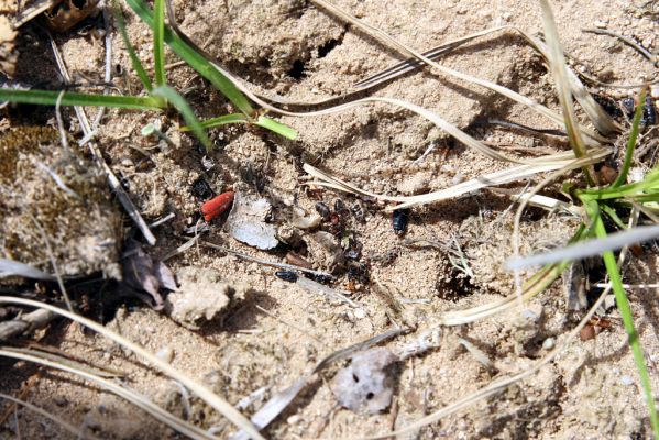 Travčice, 29.4.2012
Jihozápadně orientovaný svah v travčické pískovně. Mrtvolky hmyzu pod svahem s pastmi mravkolvů.
Klíčová slova: Travčice pískovna Ampedus sanguineus