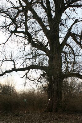 Hrobice-Tůň-5.2.2008
Památný strom. Obří topol na severním okraji Tůně.
Keywords: Hrobice Tůň slepé rameno topol