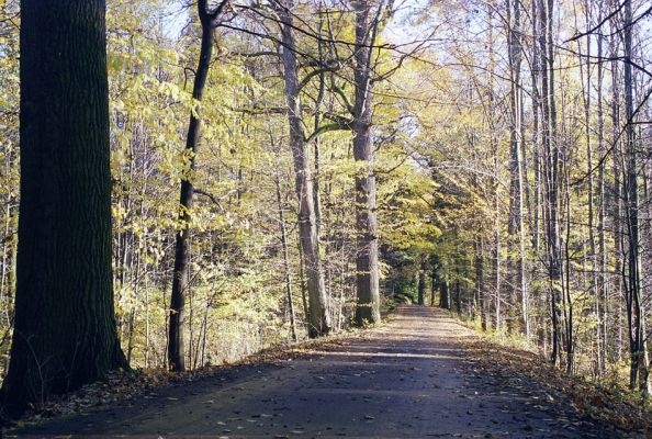 Týniště nad Orlicí, 23.10.2002
Bývalá týnišťská obora. Lesní asfaltka v blízkosti lesního rybníka Rozkoš. 
Klíčová slova: Týniště nad Orlicí obora Ampedus brunnicornis