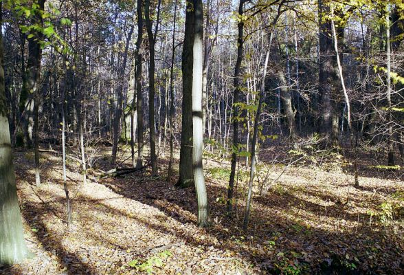 Týniště nad Orlicí, 23.10.2002
Bývalá týnišťská obora. Přirozený les v blízkosti lesního rybníka Rozkoš.
Keywords: Týniště nad Orlicí obora Ampedus brunnicornis