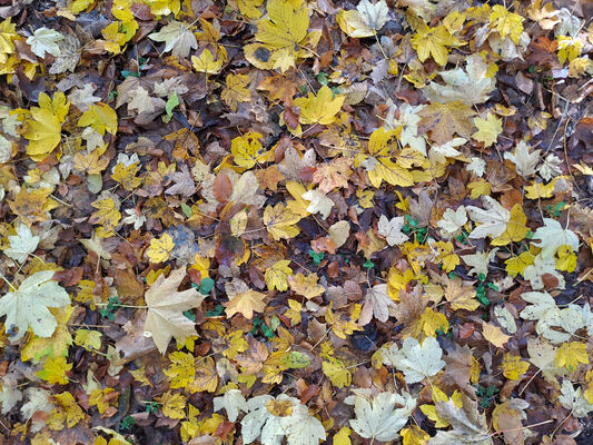 Skryje, 29.10.2023
Podzim na Zeleném vrchu.
Keywords: Křivoklátsko Skryje Týřov Zelený vrch