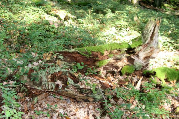 Veľký Klíž, 8.10.2016
Suťový les na vrchu Malá Suchá. 
Klíčová slova: Veľký Klíž vrch Malá Suchá Ampedus nigerrimus praeustus