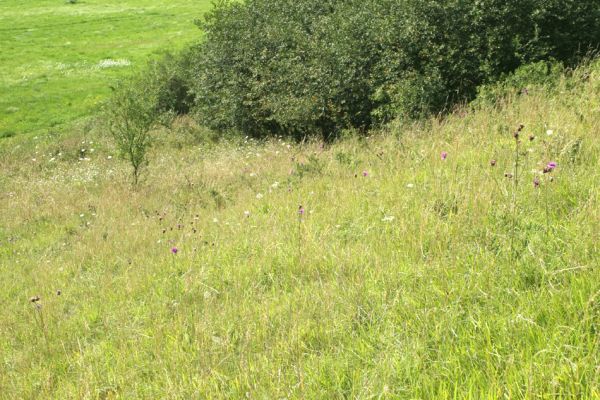 Velký Vřešťov, 27.7.2007
Step severovýchodně od obce. Biotop kovaříka Agriotes gallicus. Detailní pohled na traviny s porosty válečka prapořité (Brachypodium pinnatum).
Klíčová slova: Velký Vřešťov step Agriotes gallicus