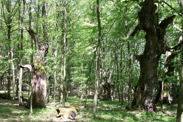 Veľký Blh, 7.5.2016
Horný Červený les (Vereš). Zarostlý pastevní les. Pohřebiště dubových obrů.

Klíčová slova: Veľký Blh Horný Červený les Vereš