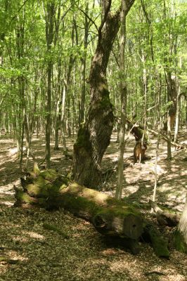 Veľký Blh, 7.5.2016
Horný Červený les (Vereš). Zarostlý pastevní les. Pohřebiště dubových obrů.

Klíčová slova: Veľký Blh Horný Červený les Vereš