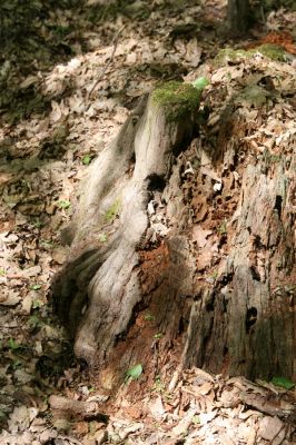 Veľký Blh, 7.5.2016
Horný Červený les (Vereš). Zarostlý pastevní les. Pohřebiště dubových obrů.

Klíčová slova: Veľký Blh Horný Červený les Vereš Gnorimus variabilis Ampedus praeustus quadrisignatus