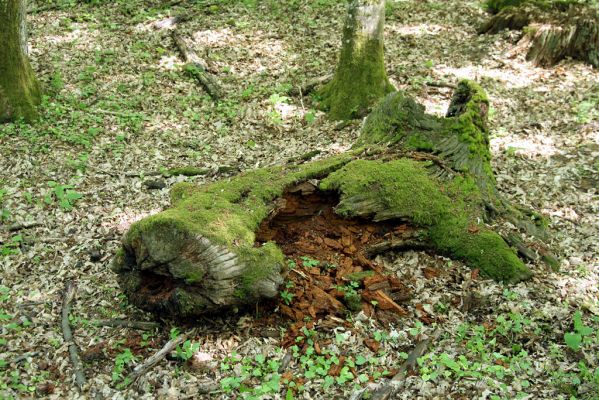 Veľký Blh, 7.5.2016
Horný Červený les (Vereš). Zarostlý pastevní les. Pohřebiště dubových obrů.


Klíčová slova: Veľký Blh Horný Červený les Vereš Ampedus nigerrimus praeustus