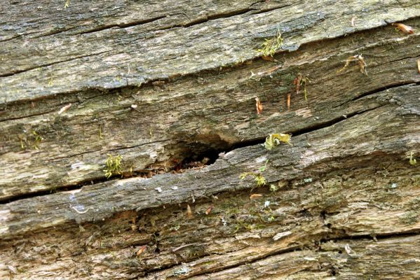 Veľký Blh, 7.5.2016
Horný Červený les (Vereš). Zarostlý pastevní les. Pohřebiště dubových obrů. Na padlém dubu pozorována kladoucí samice Ampedus sanguineus.


Klíčová slova: Veľký Blh Horný Červený les Vereš Ampedus sanguineus