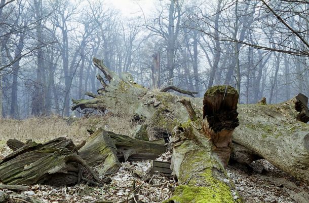 Veltrusy, 28.2.2003
Prastarý dub v oboře - monumentální památník zašlé slávy veltruských lesů. 
Keywords: Veltrusy obora Ampedus cardinalis