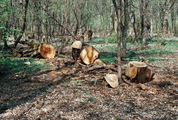 Veľký Blh - Vereš, 22.4.2006
Horný Červený les - zarostlý pastevní les. Háj prastarých dubových obrů. Někteří ještě vzdorují času, čas ostatních již se naplnil. Rozřezaný dubový kmen - typický příklad devastace biotopu kovaříka Ampedus quadrisignatus. Domorodci si pílí "chráněné" duby a někde jinde pracovníci ŠOP "statečně" nahánějí entomology...
Mots-clés: Veľký Blh Nagybalog Vereš Horný Červený les