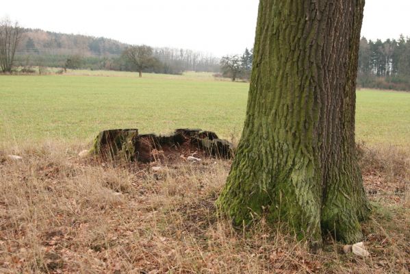 Žamberk, 5.12.2015
Trouchnivý pařez dubu v sedle u cesty z parku k Lukavici.
Klíčová slova: Žamberk Ampedus pomorum