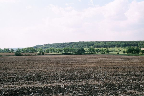 Žehuňská obora, 4.8.2004
Pohled na východní část rezervace Kněžičky.
Schlüsselwörter: Žehuňská obora Kněžičky Agriotes gallicus