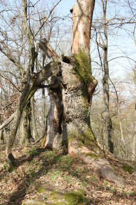 Zvolen, 4.4.2016
Javorie - Pustý hrad, mohutný dub na hřbetu nad xerothermní formací.



Klíčová slova: Zvolen Javorie Pustý hrad