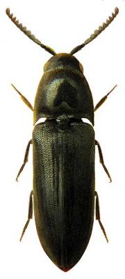 Eucnemis capucina (Coleoptera: Melasidae)
Tento dřevomil osidluje trouchnivé dřevo listnatých stromů. Faunistická mapa: http://www.elateridae.com/zobrbruk.php?id=4234
Schlüsselwörter: Opatovice topol Eucnemis capucina