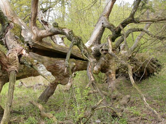 Padlý velikán
Počty památných dubů ze sčítání v roce 1991 bude asi nutno rapidně snížit.
