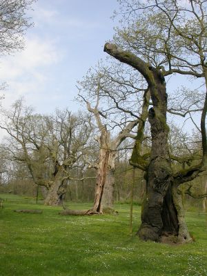 Památné duby
V Rogalinském zámeckém parku jsou předmětem obdivu návštěvníků duby Lech, Čech a Rus.

