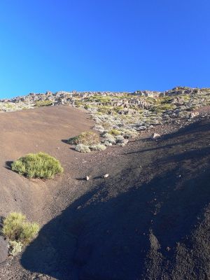 Parque Nacional del Teide 10.3.2008
Nad 2000 metrů nad mořem se nacházejí křovinaté ostrůvky sukulentů.
Schlüsselwörter: Kanárské ostrovy Tenerife Parque Nacional del Teide křovinaté porosty sukulenty