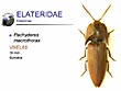 Pachyderes macrothorax