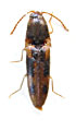 Abelater merapienus