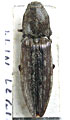 Actenicerus alternatus