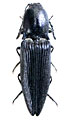 Actenicerus gnatodicrus