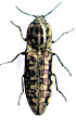 Actenicerus infirmus