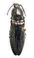 Actenicerus kurilensis