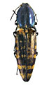 Actenicerus maculipennis