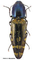 Actenicerus maculipennis