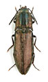 Actenicerus paulinoi