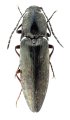 Actenicerus prosternalis