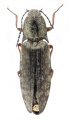 Actenicerus reuteri