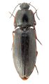 Actenicerus reuteri