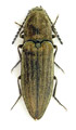 Actenicerus siaelandicus