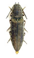 Actenicerus siaelandicus