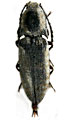 Actenicerus sichuanensis