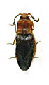 Adelocera omanensis