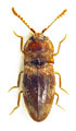 Adelocera pygmaeus