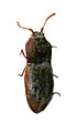 Adelocera schuberti