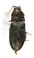 Adelocera youngi