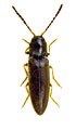 Adrastus axillaris