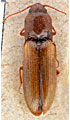 Adrastus circassicus