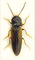 Adrastus lacertosus