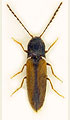 Adrastus limbatus
