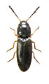 Adrastus montenegroensis