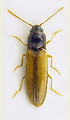 Adrastus pallens