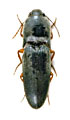 Aeoloides grisescens