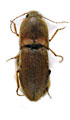 Aeoloides holzschuhi